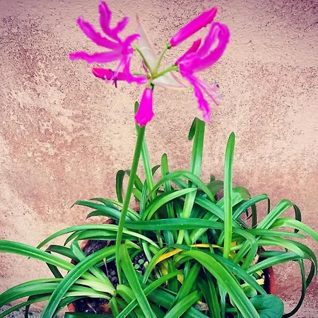 Il Borghetto Sul Golfo *