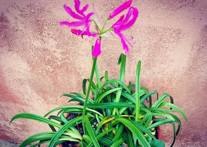 Il Borghetto Sul Golfo *